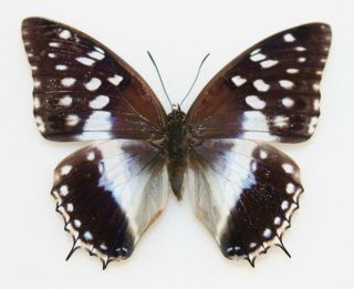 Butterfly X1 Female Charaxes Ameliae Doumeti (ghana)