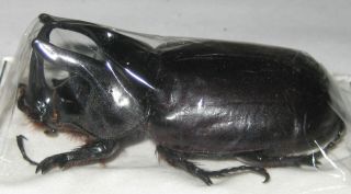 Dynastidae Scapanes Australis Australis Male A1 54mm (west Papua) Xl