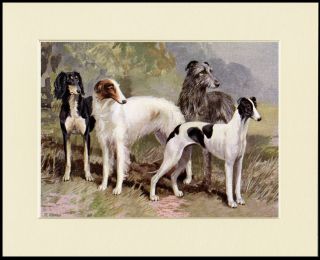 Saluki Borzoi Greyhound Irish Wolfhound Sight Hound Dog Print Ready To Frame
