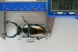 81635 Lucanidae: Rhaetulus Crenatus.  Vietnam North