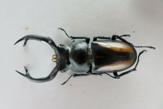 81635 Lucanidae: Rhaetulus crenatus.  Vietnam North 2