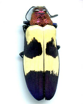 Coleoptera - Buprestidae - Chrysochroa Buqueti Suturalis - Thailad (4)