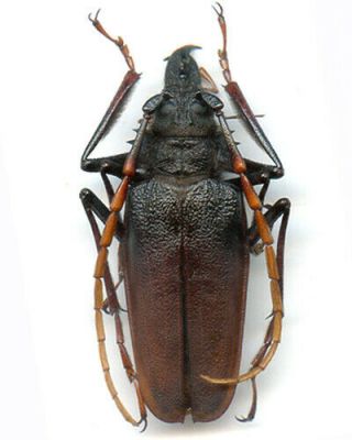 Coleoptera - Cerambycidae - Psalidognathus Antonkozlovi - Peru 52 Mm,
