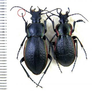 Beetles.  Carabidae.  Carabus Stscheglow
