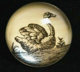 Vintage Collectible Button Large Swan Print Under Convex Clear Resin Ab