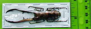 Staghorn Beetle Cyclommatus metallifer finae 70 mm 2 3/4 