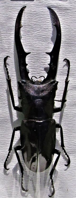 Staghorn Beetle Cyclommatus Metallifer Finae Black 65mm Male Fast From Usa