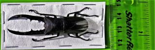 Staghorn Beetle Cyclommatus metallifer finae Black 65mm Male FAST FROM USA 2