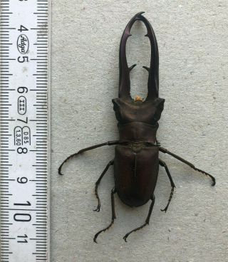 Lucanidae,  Cyclommatus Imperator,  P.  N.  G. ,  65 Mm,  A1