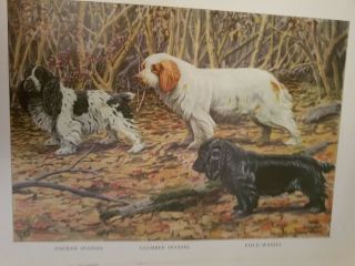 Louis A Fuertes Cocker Clumber Field Spaniel Bookplate 1919 National Geographic