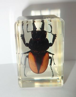 Golden Stag Beetle Odontolabis Cuvera In Amber Clear Paperweight Education Aid