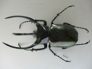 76318 Dynastidae: Chalcosoma Chiron Belangeri.  Vietnam.  Dak Nong.  113mm