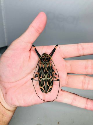 Acrocinus Longimanus From Peru 55.  5mm Cerambycidae