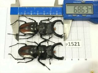 P1521 Cerambycidae Lucanus Insect Beetle Coleoptera Vietnam