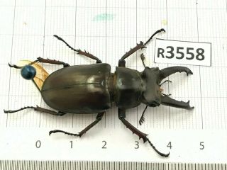 R3558 Cerambycidae Lucanus Insect Beetle Coleoptera Vietnam