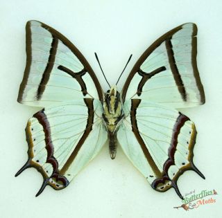 Green Nawab Real Butterfly Polyura Narcaeus Set X1 A - Antenna Damage.