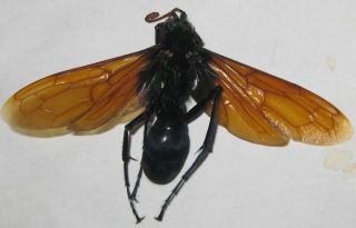 Hymenoptera Pepsis Sp? A1 Wingspan 83mm (peru)