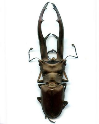 Coleoptera - Lucanidae - Cyclommatus Imperator - 62.  5 Mm - Papua Guinea
