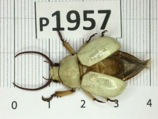 P1957 Cerambycidae Lucanus Insect Beetle Coleoptera Vietnam