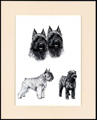 Bouvier Des Flandres Lovely Dog Sketch Print Mounted Ready To Frame