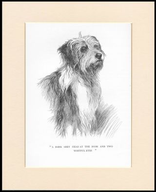 Bearded Collie Head Study Great Dog Sketch Print Mounted Ready To Frame