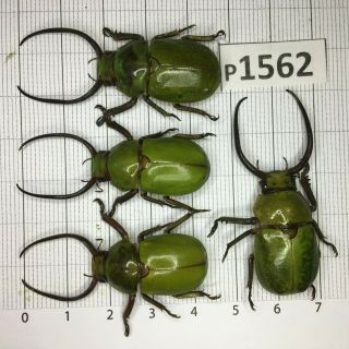 P1562 Cerambycidae Lucanus Insect Beetle Coleoptera Vietnam