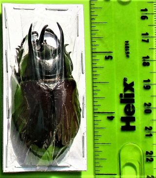 Rhino Beetle Beckius beccarii beccarii Male 50mm Taxidermy FAST FROM USA 2