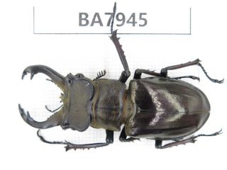 Beetle.  Lucanus Langi.  Tibet,  Motuo County.  1m.  Ba7945.