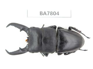 Beetle.  Dorcus Titanus Ssp.  Guizhou,  Mt.  Leigongshan.  1m.  Ba7804.
