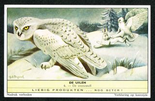 1961 Snowy Owl,  Bubo Scandiacus,  Vintage Trade Card - Liebig