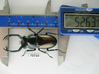 73710 Lucanidae: Rhaetulus crenatus.  Vietnam North.  52mm 2