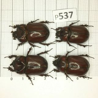 P537 Cerambycidae Lucanus Insect Beetle Coleoptera Vietnam
