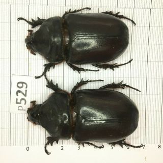 P529 Cerambycidae Lucanus Insect Beetle Coleoptera Vietnam