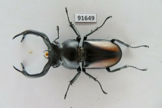 91649 Lucanidae,  Rhaetulus Crenatus.  Vietnam North.  57mm