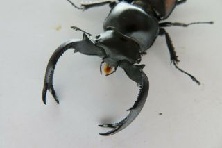 91649 Lucanidae,  Rhaetulus crenatus.  Vietnam North.  57mm 2