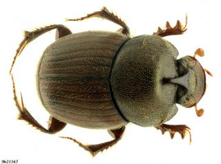 Coleoptera Scarabaeinae Gen.  Sp.  India 6.  5mm