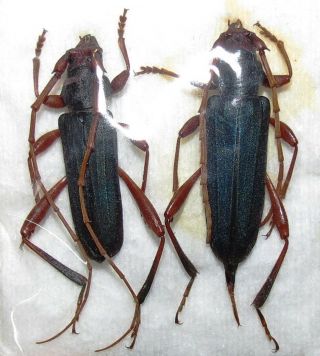 Cerambycidae Pair Jonthodina Sculptilis From Zambia Entomology 25 - 27mm