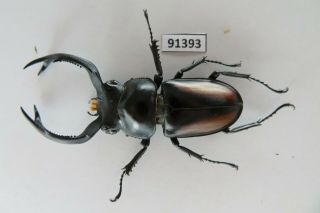 91393 Lucanidae,  Rhaetulus crenatus.  Vietnam North.  56mm 2