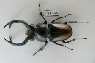 91386 Lucanidae,  Rhaetulus Crenatus.  Vietnam North.  56mm