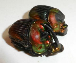 Scarabaeidae,  Sulcophanaeus Imperator Alticollis Pair (a -) Red Variety