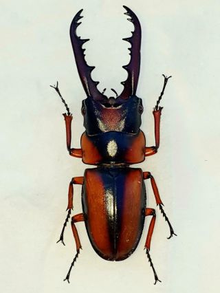 Prosopocoilus Savagei Male Huge 54mm,  Lucanidae Lucaniidae Cameroon