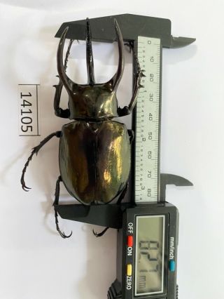 14105 Unmounted Insect Beetle Coleoptera Vietnam (chalcosoma Atlas)