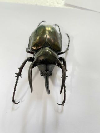14105 Unmounted insect beetle Coleoptera Vietnam (Chalcosoma atlas) 2