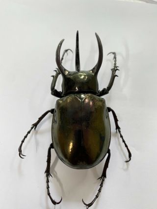14105 Unmounted insect beetle Coleoptera Vietnam (Chalcosoma atlas) 3