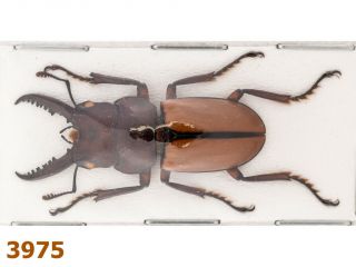 Lucanidae: Prosopocoilus Bruijni Bruijni A1,  32 Mm,  1 Pc