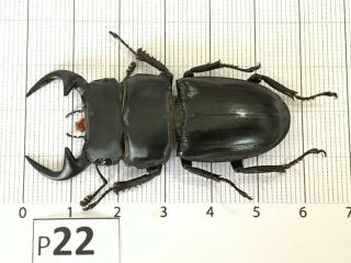 P22 Cerambycidae Lucanus insect beetle Coleoptera Vietnam 2