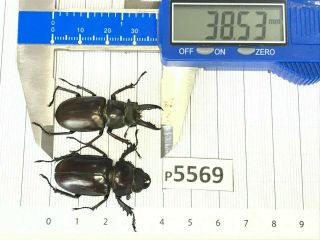 P5569 Cerambycidae Lucanus Insect Beetle Coleoptera Vietnam