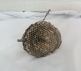 Paper Wasp Nest 5 " Hornet Bees Hive Honeycomb Decor Science Taxidermy Insect