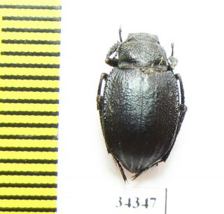 Tenebrionidae,  Platyope Unicolor,  Russia,  Daghestan Prov.