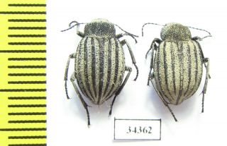 Tenebrionidae,  Lasiostola Scabriuscula,  Kazakhstan